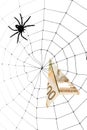 Spider Web and dollar Royalty Free Stock Photo