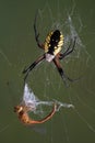 Spider on web with dragonfly Royalty Free Stock Photo