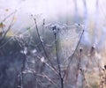 Spider web in drops of dew field