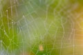 Spider web with drops of dew In the wild with a colorful background. Royalty Free Stock Photo