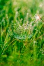 Spider web in drops Royalty Free Stock Photo