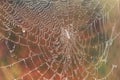 A Spider Web With Drops Of Water On It. Generative AI