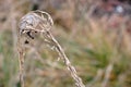 Spider web on the grass