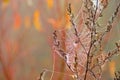 Spider Web On Autumn Meadow