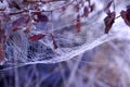 Spider Web Early Morning Dew Autumn Leaves Reflects of Water Drops Royalty Free Stock Photo