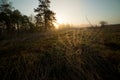 A spider web at early morning. A sunrise in the forest