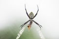 spider in web eating its prey