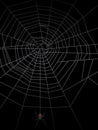 Spider Web EPS Royalty Free Stock Photo