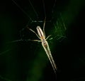 Spider web extreme close up at green background