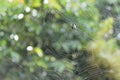 A spider web with a female spiny backed orb weaver spider sitting at the center