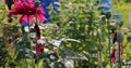 Spider web and flowers in the yard