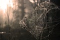 Spider web Royalty Free Stock Photo