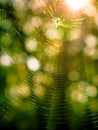 Spider web in the forest against the background of green vegetation and bokeh. Royalty Free Stock Photo