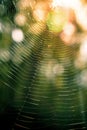 Spider web in the forest against the background of green vegetation and bokeh. Royalty Free Stock Photo