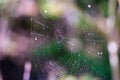 spider web in the forest with purple highlights on dew drops