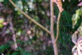 spider web in the forest with purple highlights on dew drops