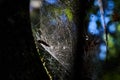 The spider web in the forest with sunlight Royalty Free Stock Photo