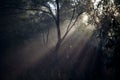 Spider web in the forest Royalty Free Stock Photo