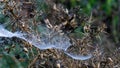 Spider Web found on Gause Royalty Free Stock Photo