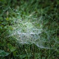 Spider web full of dew drops