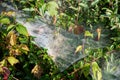 Dew drops in spider web in morning sunlight Royalty Free Stock Photo
