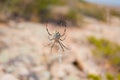 A spider on a web in the garden in a selective focus Royalty Free Stock Photo
