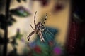 Spider on a web in the garden. Selective focus. Toned. Royalty Free Stock Photo