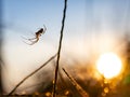 Spider on the web in the garden at sunset. Selective focus.