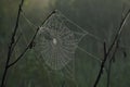 Spider web glistening drops of dew in the forest in the morning