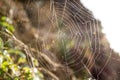 Spider web glistening in ocean spray Royalty Free Stock Photo