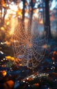 Spider web glistens in autumn sunlight Royalty Free Stock Photo