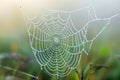 A spider web glistens with dew drops, capturing the morning light, Details of a spider web with the morning dew, AI Generated Royalty Free Stock Photo