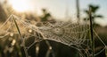 A spider web glistens with dew Royalty Free Stock Photo