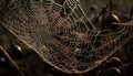 Spider web glistens with dew drops in spooky autumn forest generated by AI Royalty Free Stock Photo