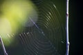 Spider Web Glowing in Morning Light Royalty Free Stock Photo