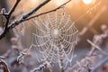 A spider web gracefully hangs from a sturdy tree branch, capturing morning dew and glistening in the sunlight, Frosty cobwebs