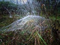 Spider web in the grass. Abstract nature. Royalty Free Stock Photo