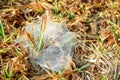 Spider web on the grass covered with dew Royalty Free Stock Photo