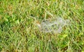 A spider web in the grass with dew drops Royalty Free Stock Photo