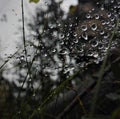 Spider web on grass with raindrops close up Royalty Free Stock Photo