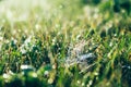 spider web on the grass side view blurred background Royalty Free Stock Photo