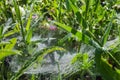 Spider web grass stems with water drops from the morning dew Royalty Free Stock Photo