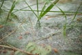 Spider web between green blades of grass covered with water drops after the rain with bokeh effect Royalty Free Stock Photo