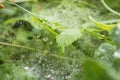 Spider web between green blades of grass covered with water drops after the rain with bokeh effect Royalty Free Stock Photo