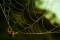 Spider web green drops