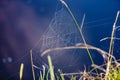 Spider web on green grass at sunrise macro Royalty Free Stock Photo