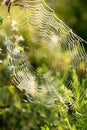 Web in the grass in the early morning, droplets of murals Royalty Free Stock Photo
