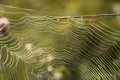 Web in the grass in the early morning, droplets of murals Royalty Free Stock Photo