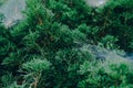 Spider web on green leaves of pine tree Royalty Free Stock Photo