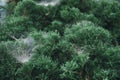 Spider web on green leaves of pine tree Royalty Free Stock Photo